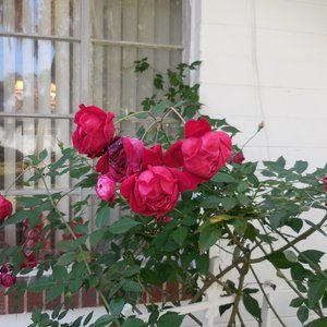 Meet your Posher, Liz